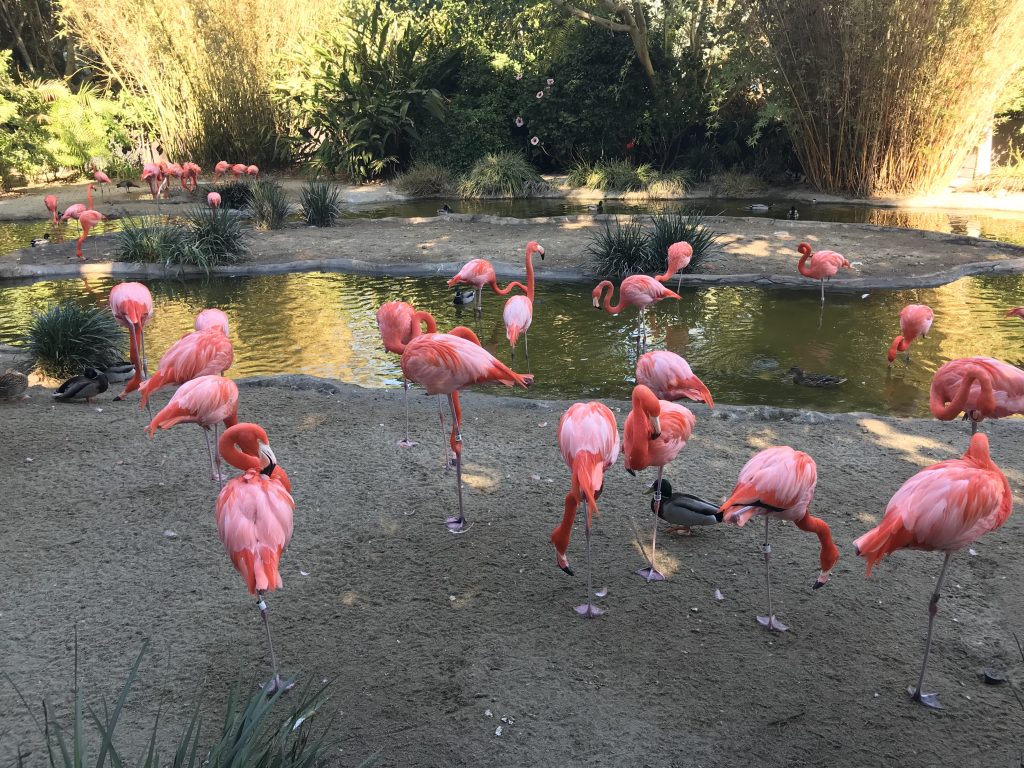 San Diego Zoo